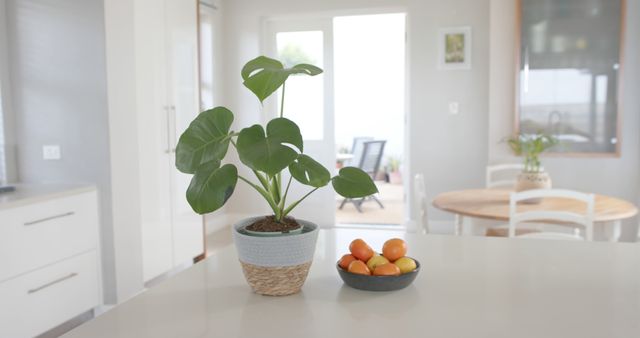 Potted Plant and Bowl of Fruit on Modern Kitchen Counter - Download Free Stock Images Pikwizard.com