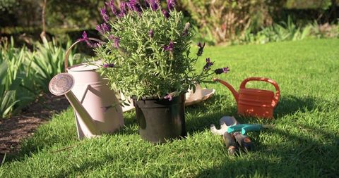 Lavender plant basking in sunlight with pastel watering cans and pruning tools on lawn
