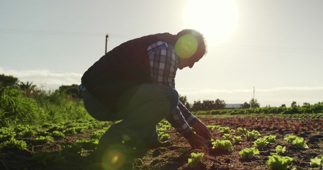 Farmer Inspecting Young Plants at Sunset in Organic Field - Download Free Stock Images Pikwizard.com