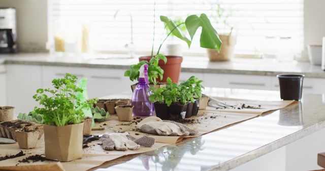 Close up of garden equipment with gloves and plants on table in kitchen. Garden at home concept.