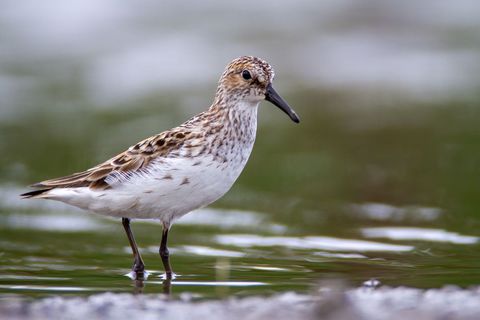 Solitary sandpiper wading in tranquil wetlands