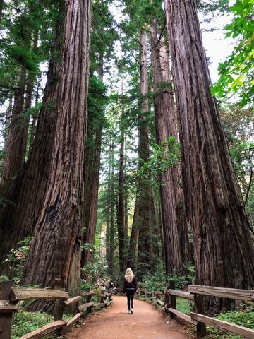 Woman Walking in Tranquil Redwood Forest Path