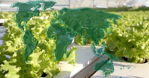 Hydroponic lettuce growth with global map overlay in greenhouse