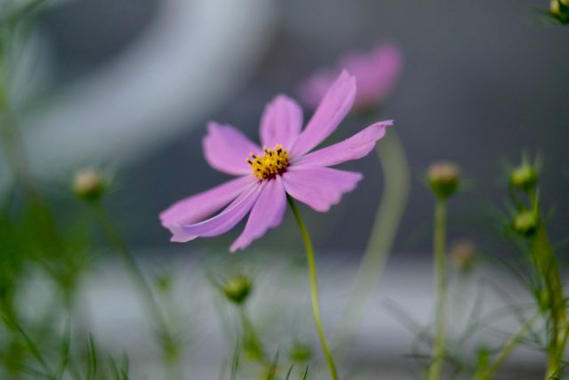 Pink cosmos flower with delicate petals blooming in a garden. Green stems and other buds surround the focal flower. Suitable for nature-themed projects, floral designs, or tranquil scene settings.