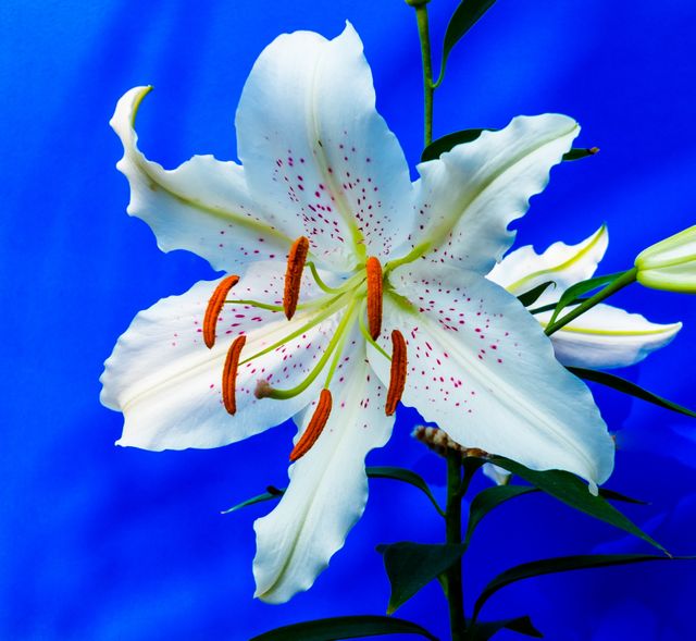 This image captures a stunning white lily flower with intricate details against a vibrant blue background. Suitable for nature lovers, floral-themed projects, botanical blogs, gardening websites, and decorative prints.