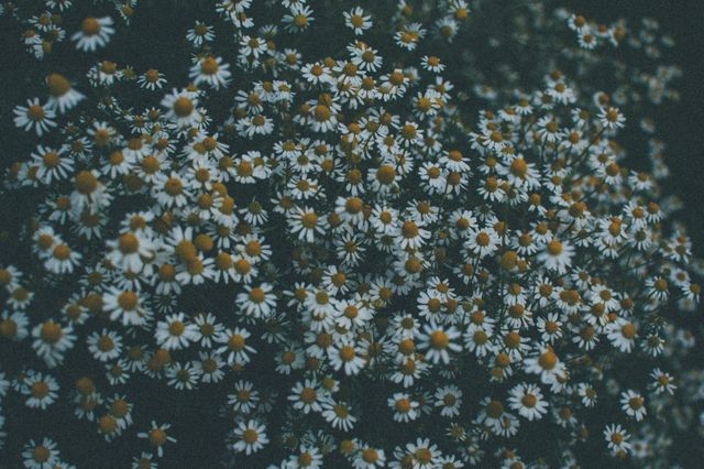Field of Chamomile Flowers in Bloom with Dark Background - Download Free Stock Photos Pikwizard.com