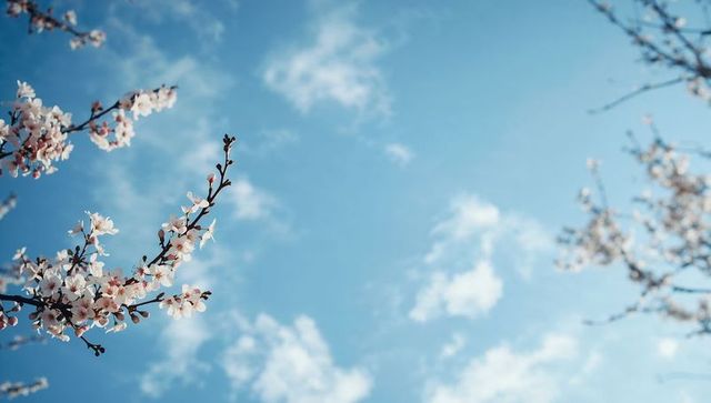 Delicate cherry blossom branch reaching into clear blue sky with soft spring clouds