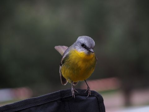 Small yellow-breasted grey-headed songbird perching on fabric edge close-up portrait