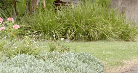 Lush Garden with Daisies and Pink Geraniums