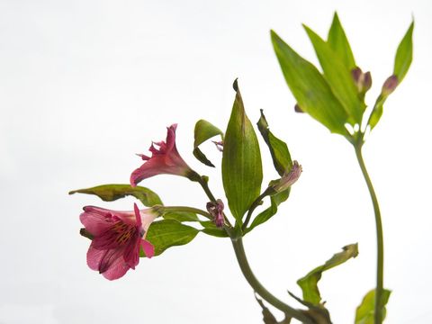Delicate pink alstroemeria on white background