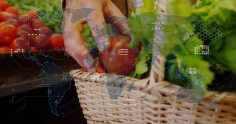 Picking ripe tomato into wicker basket at market with digital supply chain world map overlay