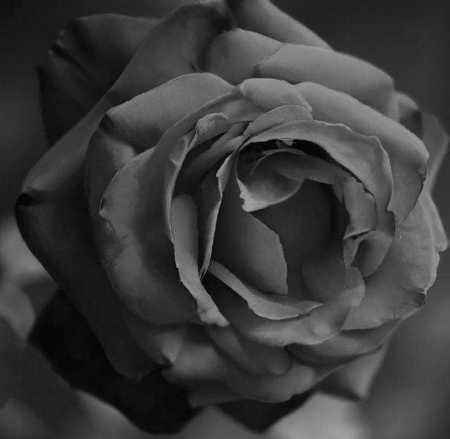 Close up of black and white rose on blurred background. Flowers, nature, harmony and colour concept.
