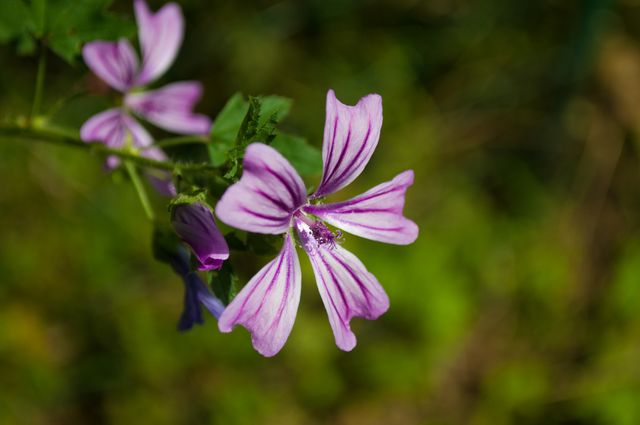 A detailed close-up of a vibrant purple wildflower with distinct petals and green leaves. Perfect for use in nature blogs, gardening tutorials, botanical studies, or as decorative prints capturing the beauty of natural flora.