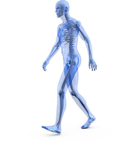 transparent human body anatomy walking illustration on clear background - Download Free Stock Videos Pikwizard.com