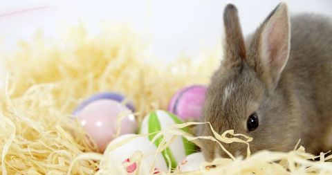 Small grey bunny sniffing pastel easter eggs nestled in straw with bright white backdrop