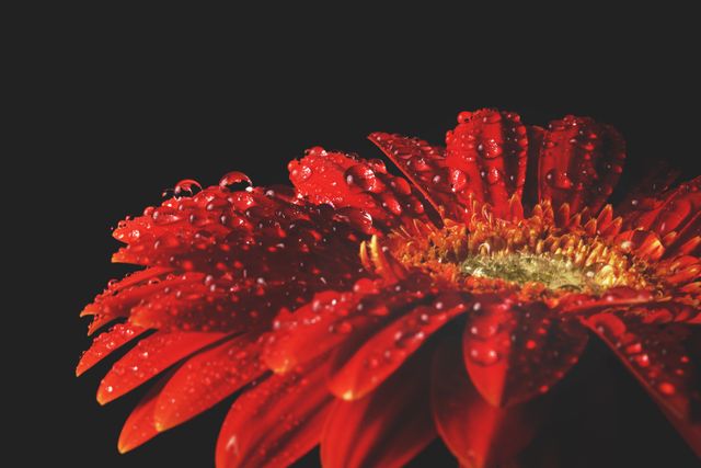 Macro photography of a vibrant red gerbera daisy covered in water droplets. Black background enhances the vivid colors of the petals and subtle details of the water droplets, emphasizing nature's beauty and freshness. Perfect for use in floral-themed designs, botanical studies, nature posters, and freshness concepts.