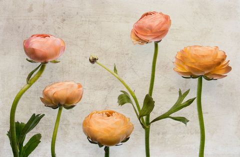 Elegant Peach and Orange Ranunculus Flowers in Full Bloom