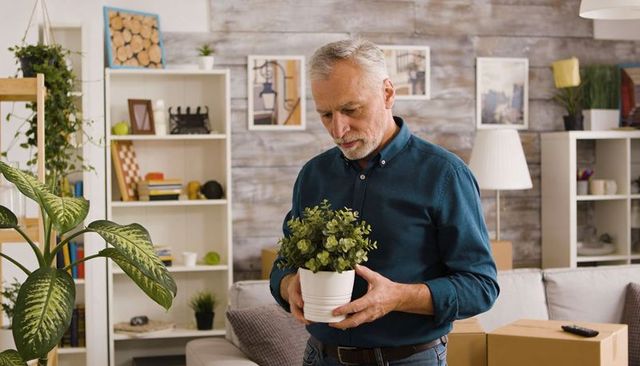 Senior man inspecting potted plant while holding white pot in cozy living room with boxes