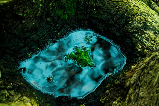 Close-up view of a water puddle resting in the crevice of a tree trunk, surrounded by green moss. This image captures the serenity and intricate details of nature, showcasing the beauty of small ecosystems. Ideal for environmental themes, illustrating forest ecosystems, nature conservation, and tranquility.