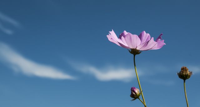 This image shows a pink flower blooming against a clear blue sky, symbolizing growth and serenity. Ideal for use in nature-related promotions, gardening articles, and calming website backgrounds.