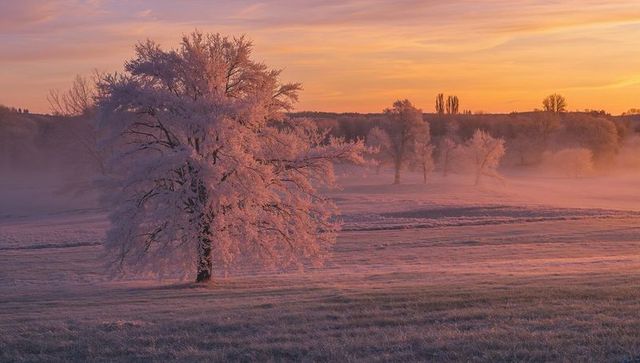 Frosted lone tree glowing at pastel sunrise over misty meadow, winter dawn landscape