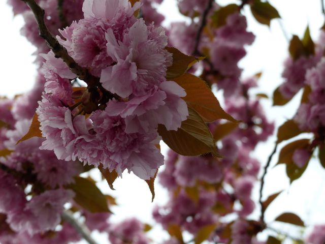 Blooming Cherry Blossoms on Twigs During Springtime - Download Free Stock Photos Pikwizard.com