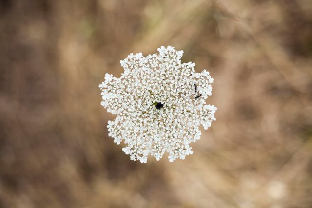 This close-up captures a delicate white wildflower with numerous tiny blossoms seen from above. Ideal for nature enthusiasts, educational materials on botany, floral designs, and seasonal summer promotions.