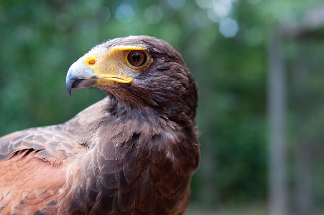 Majestic hawk looking intently, showcasing detailed feathers against blurred natural greenery. Design is ideal for wildlife documentaries, educational content on birds, nature conservation campaigns, or use in environmental promotional material highlighting the beauty of wild birds in their natural habitats.