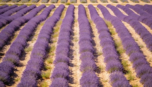 Stretching lavender rows receding toward horizon in sunlit rural farmland landscape