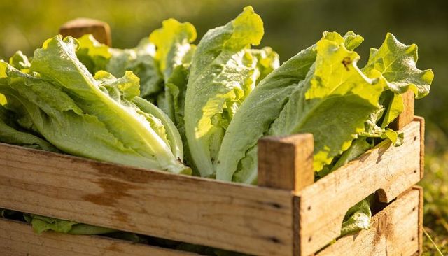 Rustic wooden crate holding fresh dewy romaine lettuce glowing in golden morning sunlight