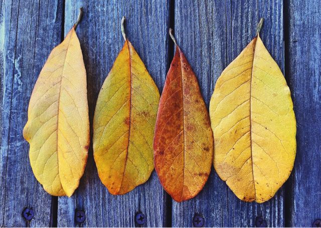 Image displays four autumn leaves on wooden surface, highlighting natural decay in vibrant yellows and browns. Ideal for use in seasonal promotions, nature-related content, and backgrounds for eco-friendly themes.