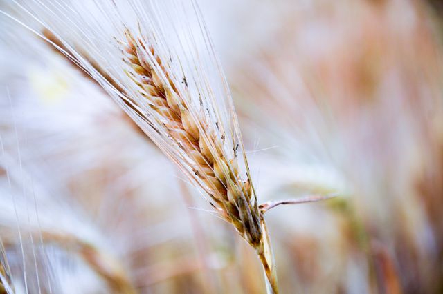 Close-up of Wheat Spike in Field, Soft Focus - Download Free Stock Photos Pikwizard.com