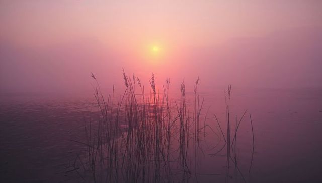 Misty lakeshore sunrise with reeds reflected in still water