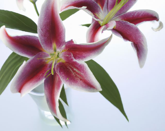 Close up of stargazer lily flowers over white background created using generative ai technology. Nature and harmony concept, digitally generated image.