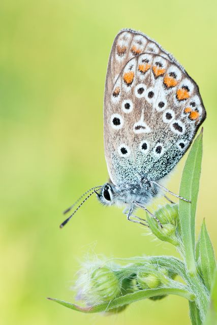 Close-Up of Adonis Blue Butterfly on Plant Stem - Download Free Stock Photos Pikwizard.com