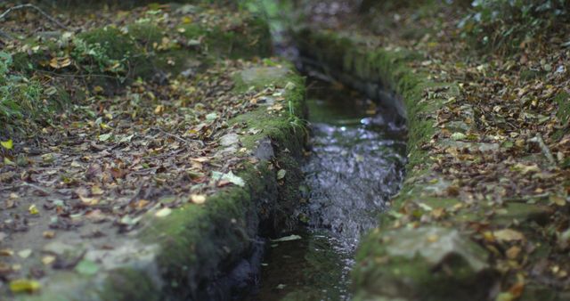 Small stream winding through a moss-covered forest floor surrounded by fallen autumn leaves. Ideal for depicting serenity, connecting with nature, and environmental themes. Perfect for use in nature blogs, tranquil background images, eco-friendly promotions, and meditative visuals.