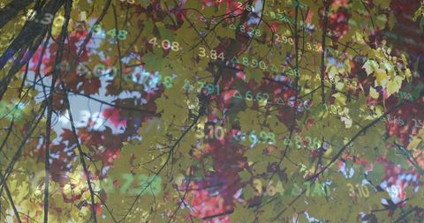 Autumn canopy showing financial data overlay on fall leaves