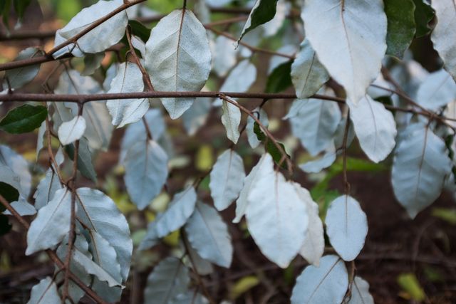 This close-up shot captures silvery white leaves on a branch, providing a unique and striking natural backdrop. The textured leaves and their unusual coloration make it perfect for nature-focused projects, eco-friendly promotions, or botanical studies.