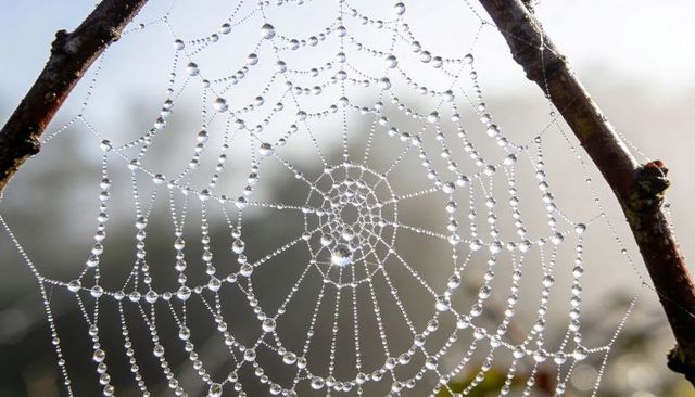 Glistening dew-covered spider web forming concentric radial pattern between branches