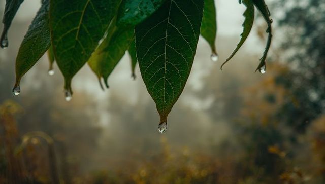 Dew Droplet Hanging from Veined Leaf with Misty Woodland Bokeh and Golden Highlights