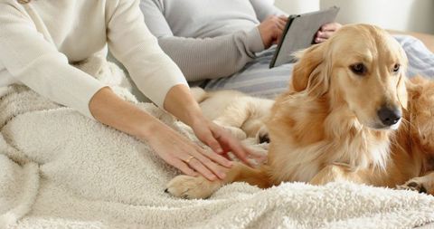 Cozy Couple Petting Golden Retriever on Plush Cream Throw While Relaxing with Tablet