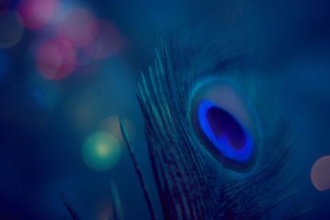 Close-up of vibrant peacock feather with bokeh lights