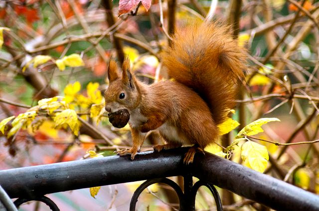 Red squirrel holding a nut while perched on a metal railing surrounded by vibrant autumn leaves. Ideal for use in articles about wildlife, nature photography, fall seasons, and wildlife habitats.