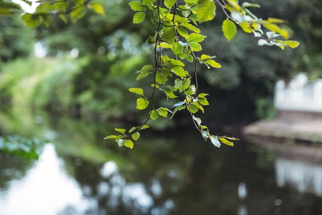 Tree branch with green leaves overhanging a calm river, creating a serene and peaceful atmosphere. Ideal for use in nature-themed projects, environmental campaigns, relaxation and wellness content, or as a background for inspirational quotes.