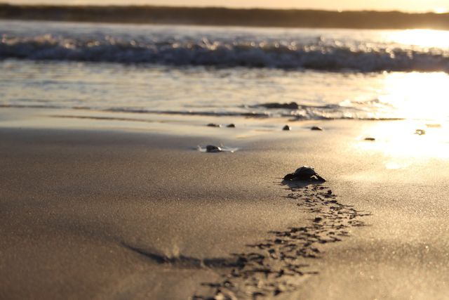 Baby turtle making its way from the sandy beach into the ocean at sunset. Ideal for topics on wildlife conservation, marine life, and natural landscapes. Perfect for educational materials, environmental campaigns, or travel brochures featuring coastal destinations.