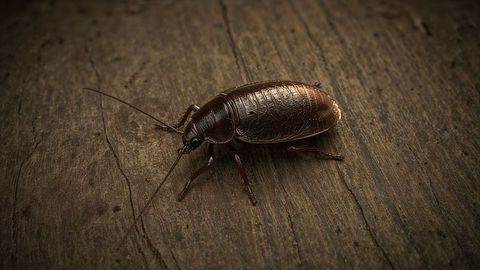 Brown Cockroach Crawling on Aged Wooden Plank