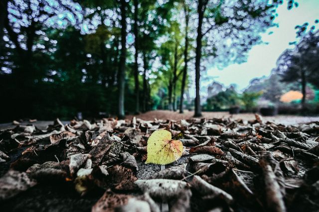 Single yellow leaf stands out among brown fallen leaves on forest path, creating a focus point in nature. Blurred green trees in background enhance idyllic outdoor scenery. Ideal for themes of autumn, tranquility in nature, changing seasons, wilderness exploration. Excellent visual for contemplative or environmental content, promoting outdoor activities or illustrating season transitions.