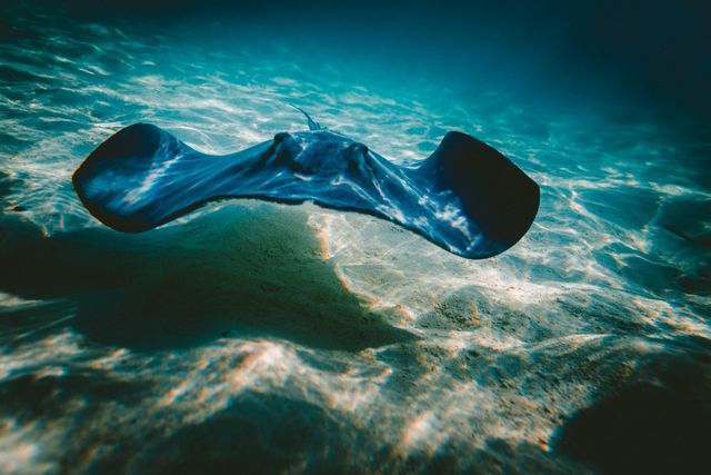 Graceful Stingray Gliding Underwater in Sunlit Ocean Depths - Download Free Stock Photos Pikwizard.com