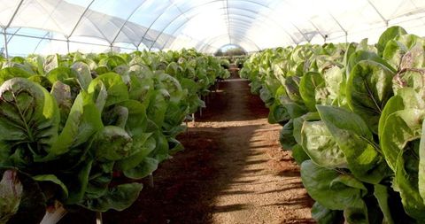 Organic lettuce growing in hydroponic greenhouse