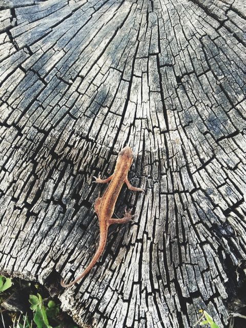 Lizard resting on a weathered tree stump with a detailed cracked wood texture. Pefect for nature-related content, educational materials on reptiles, or use in a rustic or natural theme. Great for highlighting textures in nature, wildlife photography, or backgrounds for environmental conservation campaigns.